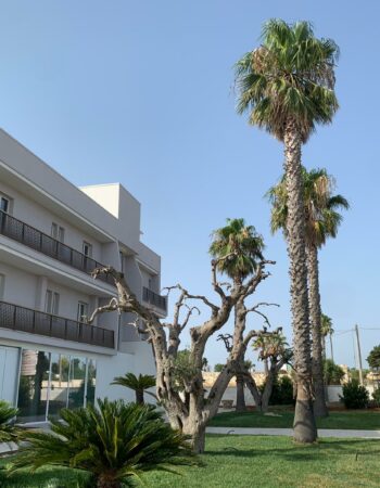 Hotel Posidonia